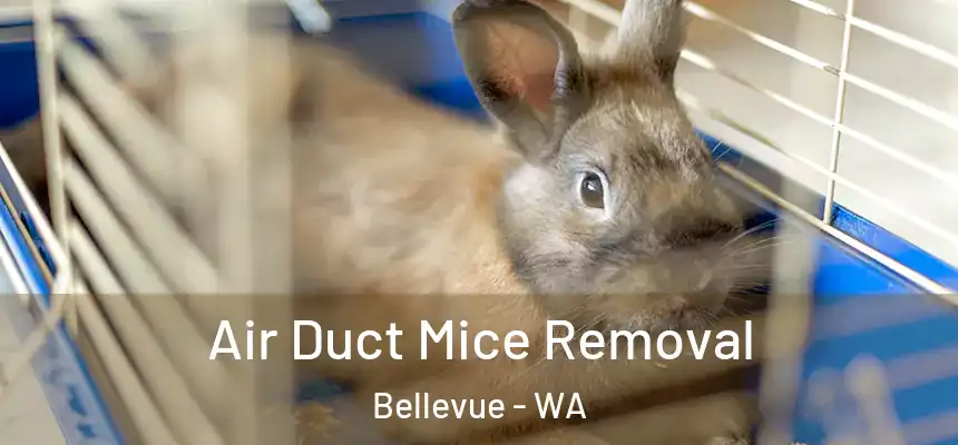 Air Duct Mice Removal Bellevue - WA