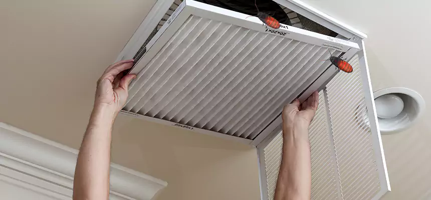 Our Insect Removal from Air Ducts Services in Bellevue, WA